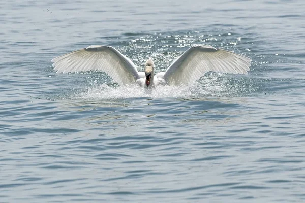 Lindo Cisne Volando Lago —  Fotos de Stock