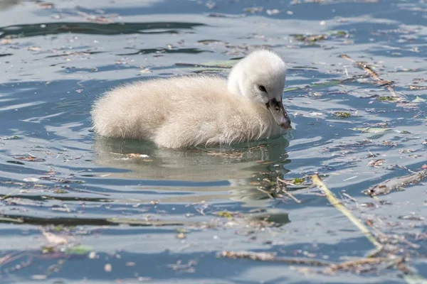 Cute Little Łabędzie Kaczątko — Zdjęcie stockowe