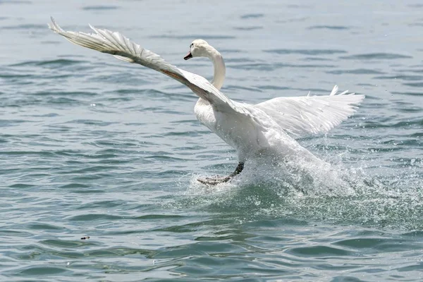 Lindo Cisne Volando Lago — Foto de Stock
