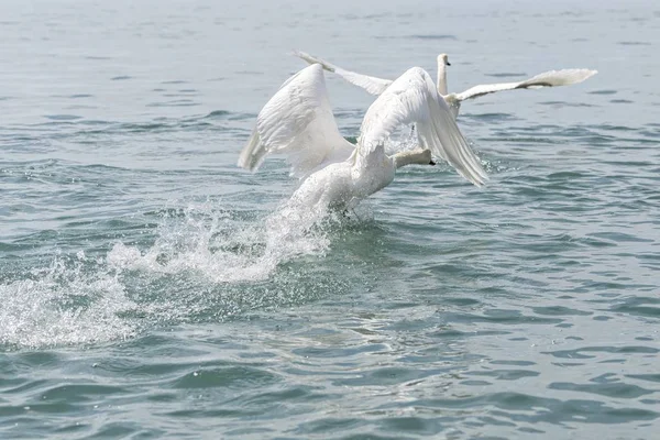 Lindo Cisne Volando Lago — Foto de Stock
