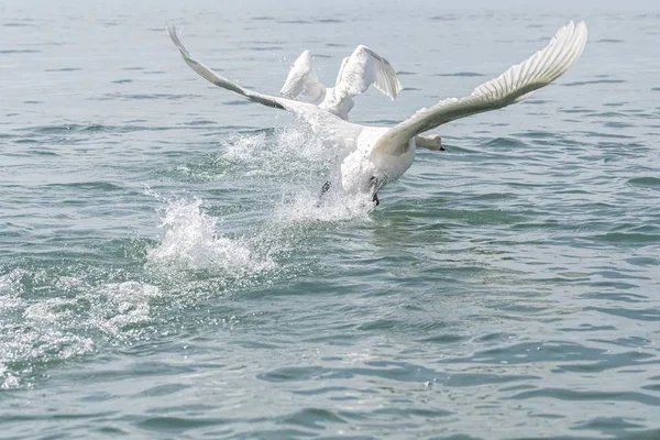 Lebădă Drăguță Care Zboară Lac — Fotografie, imagine de stoc