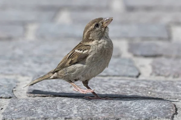 Kleine Sparrow Wandelen Straat — Stockfoto