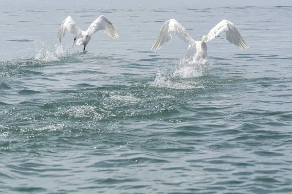 Cute Swan Flying Lake — Stock Photo, Image