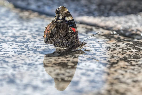 Reflexão Borboleta Água — Fotografia de Stock