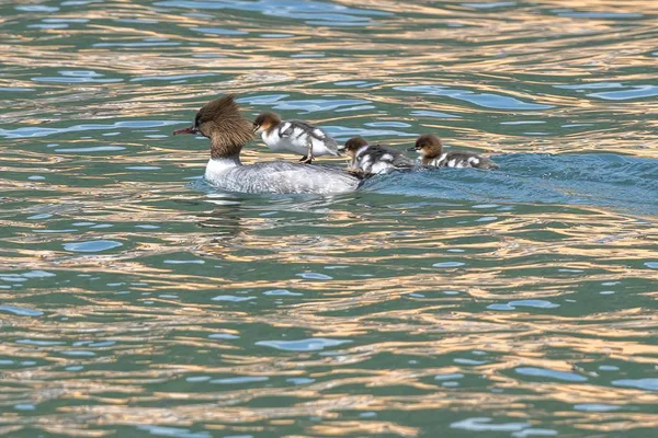 Grande Grebe Crista Com Seu Patinho Lago — Fotografia de Stock