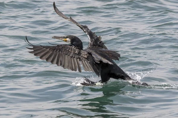 gölde uçan siyah karabatak