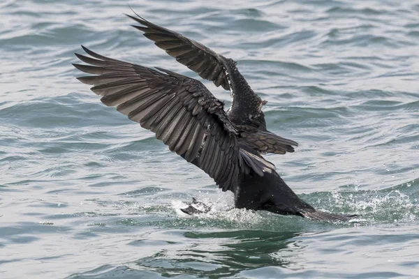 gölde uçan siyah karabatak