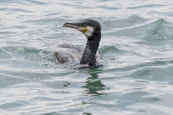 Cormorán Negro Nadando Lago —  Fotos de Stock