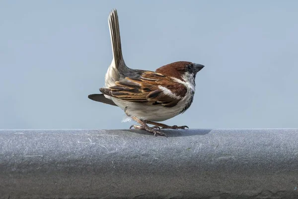 Een Kleine Sparrow Verliefd — Stockfoto