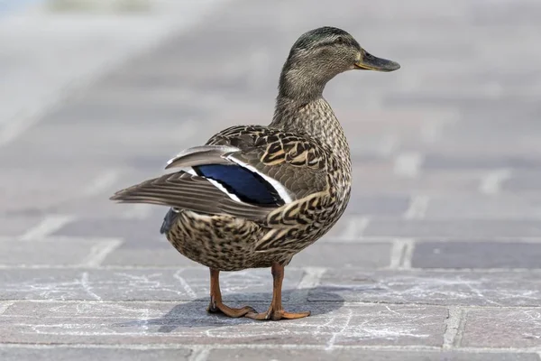 可爱的鸭子在街上走 — 图库照片