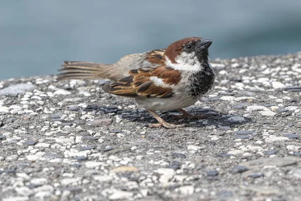 Kleine Sparrow Wandelen Straat — Stockfoto