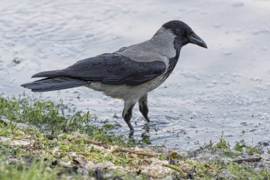 Gölde Karga Corvus cornix