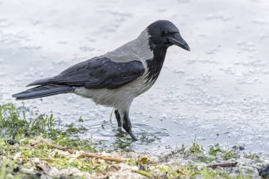 Gölde Karga Corvus cornix
