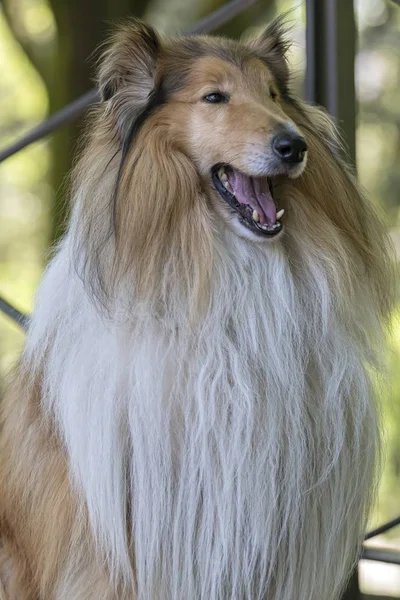 Carino Bordo Collie Cane Parco — Foto Stock