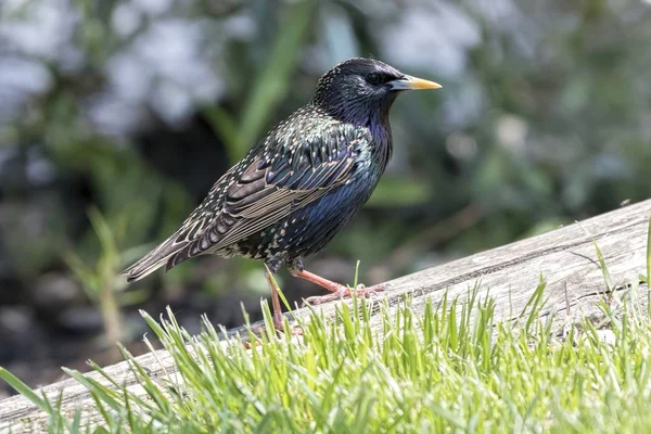 Crow Corvus Cornix Jezeře — Stock fotografie