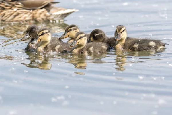 a cute duckling on lake