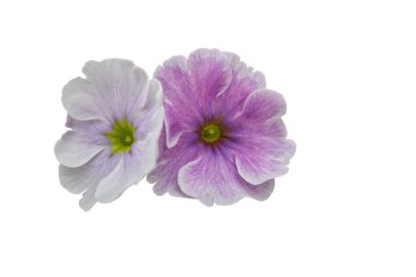 arka planda izole Petunia çiçek