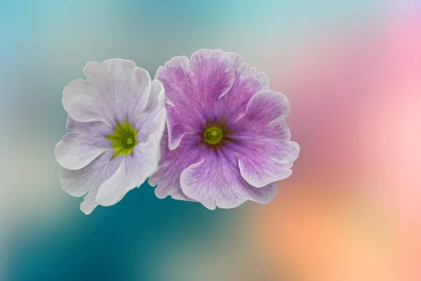 Isolated Petunia Flower Background — Stock Photo, Image