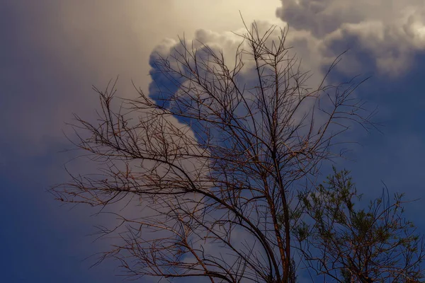 Arbre Dans Jardin Ciel Nuageux — Photo