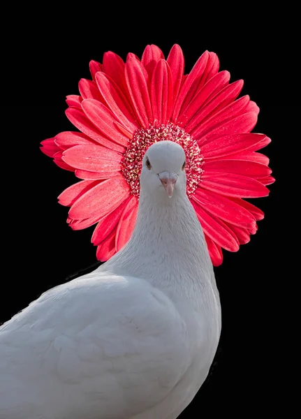 White Pigeon Red Flower Hat 스톡 사진