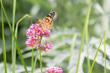 Isırgan çiçeği üzerinde renkli kelebek