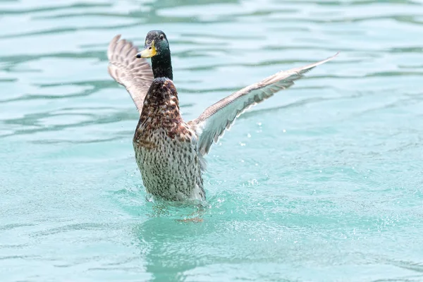 Eine Süße Ente See — Stockfoto