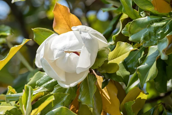 Magnolia Blanche Fleur Sur Arbre — Photo