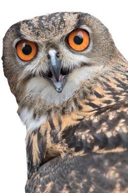 gruptaki gerçek baykuş