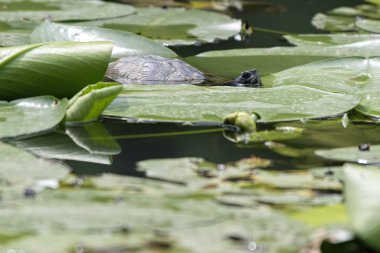 kaplumbağa gölet ve nilüfer üzerinde gizlemek