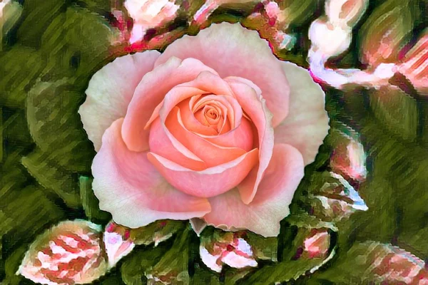 Рожева Троянда Текстурі Фон — стокове фото