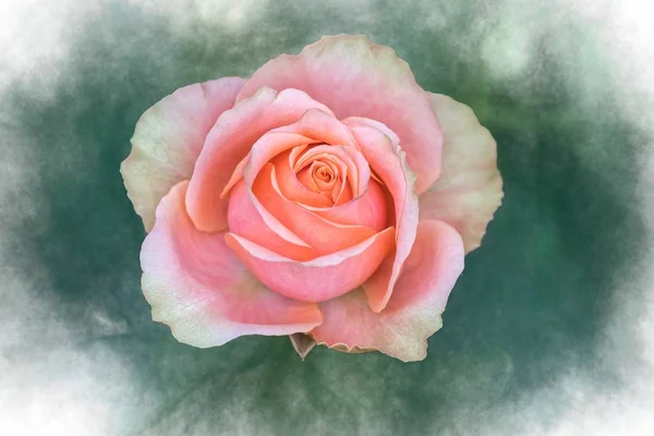 粉红色玫瑰在纹理背沟 — 图库照片