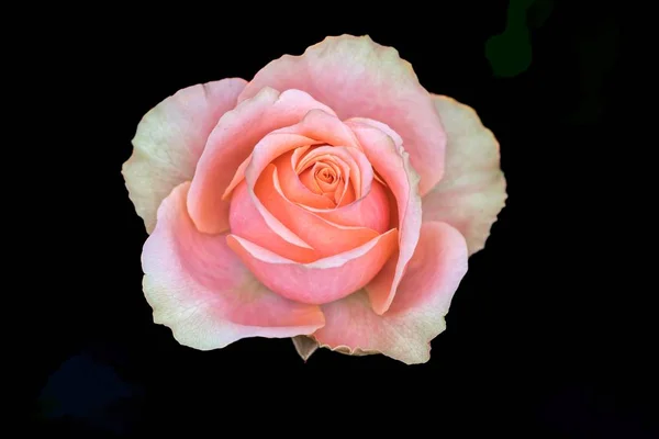Розовая Роза Текстуре Backgroiund — стоковое фото