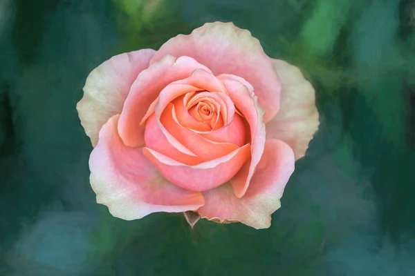 Rosa Rose Auf Textur Hintergrund — Stockfoto