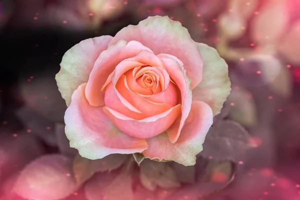 粉红色玫瑰在纹理背沟 — 图库照片