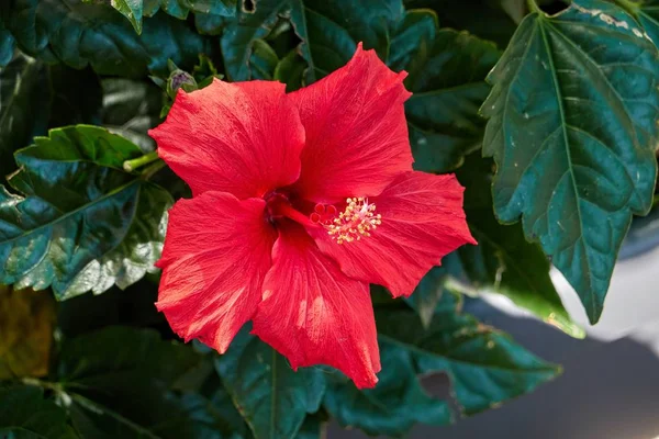 Hibisco Rojo Flor Jardín —  Fotos de Stock