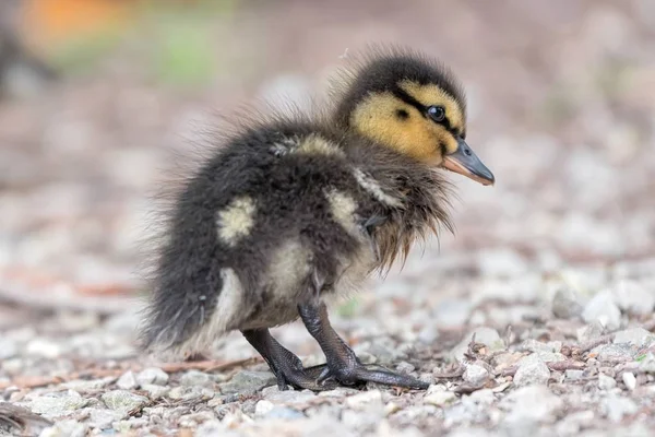 Pequeno Patinho Caminhando Lago — Fotografia de Stock