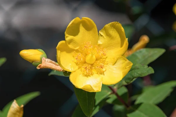 Hypericum Calycinum Rosa Sharon Jardín — Foto de Stock