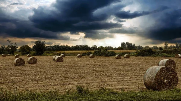 Baal Hooi Weide — Stockfoto