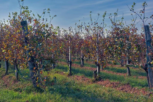 Weinberg Der Herbstsaison — Stockfoto