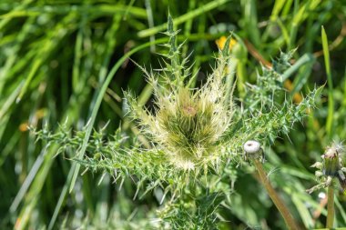 Yaz sezonunda dağlarda Wildflower