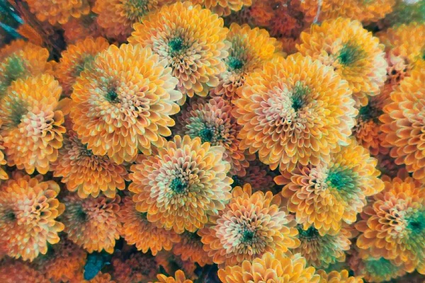 Жовта Квітка Хризантеми Саду — стокове фото