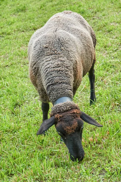 Sheep Grazing Mountain — Stock Photo, Image
