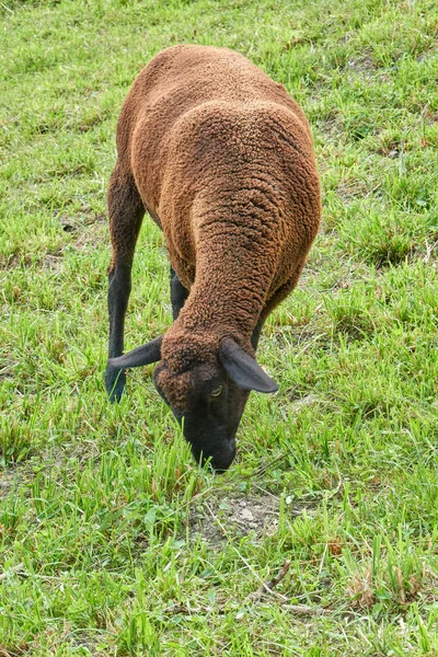 山の羊の放牧 — ストック写真