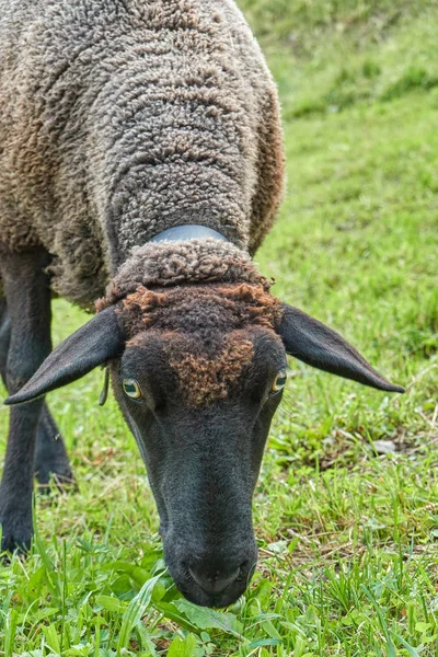 Owce Pasące Się Górach — Zdjęcie stockowe