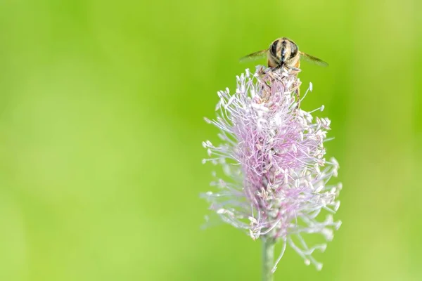 Bee Sucking Nectar Flower — Stock Photo, Image