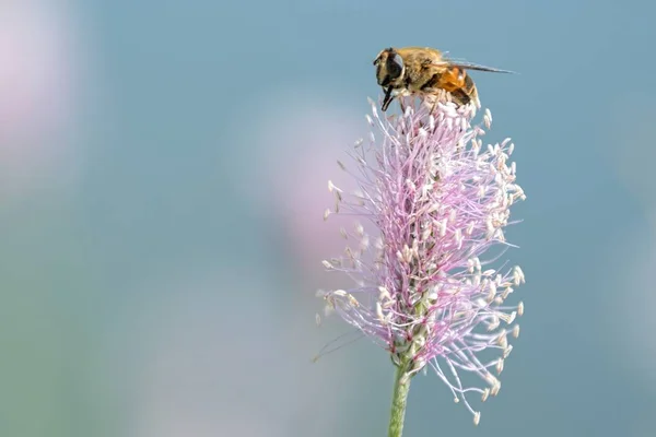 Bee Sucking Nectar Flower — Stock Photo, Image