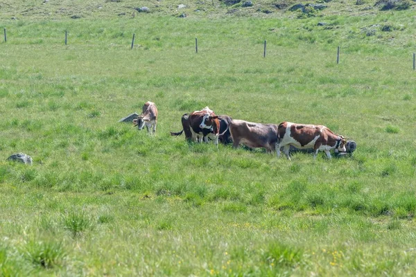 Cow Grazing Mountain — Stock Photo, Image