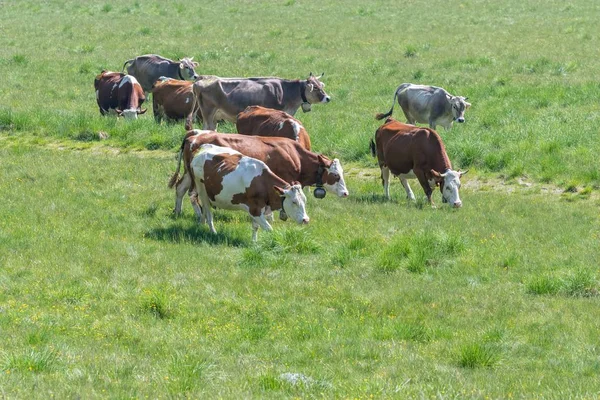 Vaches Broutant Dans Montagne — Photo