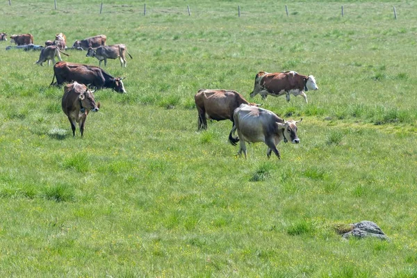 Vacas Pastando Montanha — Fotografia de Stock