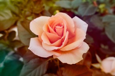 bahçede büyüyen turuncu gül